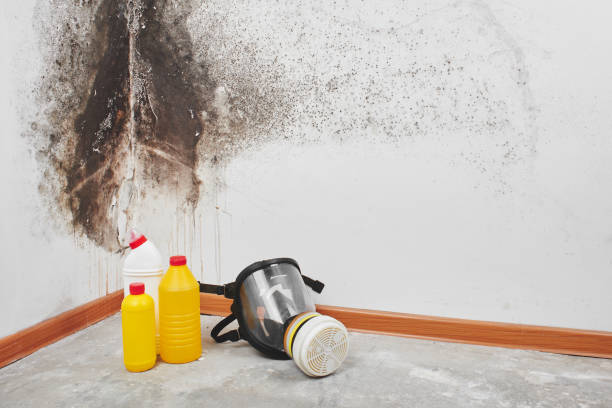 Best Mold Removal and Inspection  in Lafayette, OR