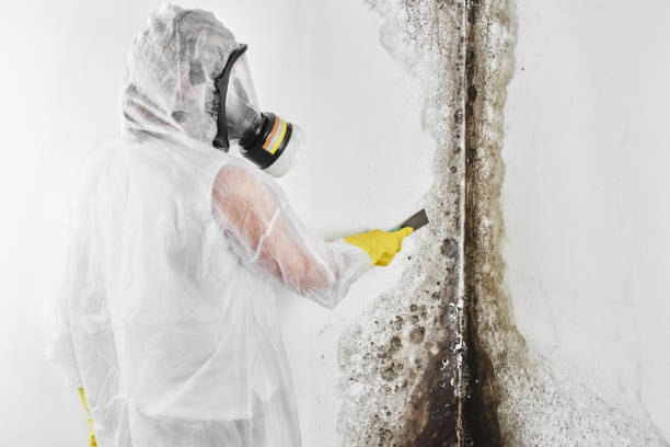 Best Local Mold Removal Service  in Lafayette, OR