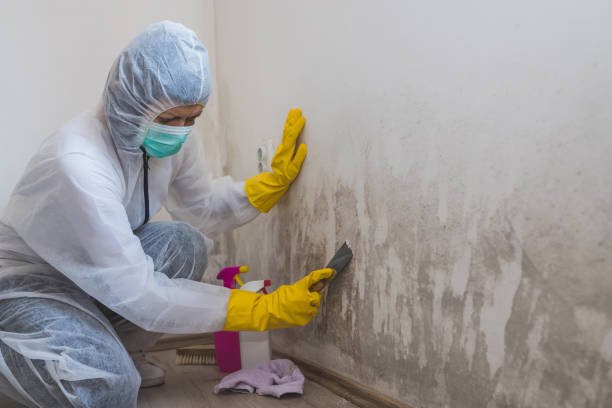 Home Mold Removal in Lafayette, OR