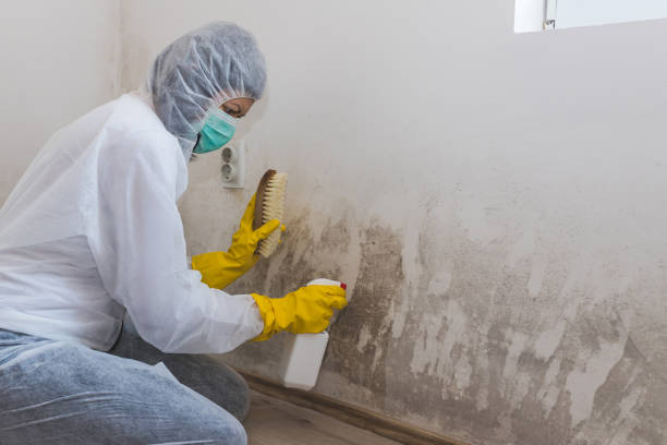 Best Mold Removal Process  in Lafayette, OR