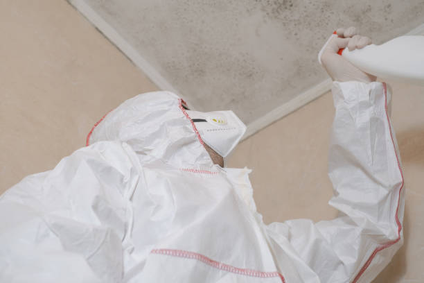 Best Attic Mold Removal  in Lafayette, OR