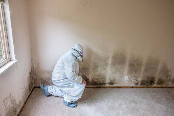 Best Toxic Mold Removal  in Lafayette, OR