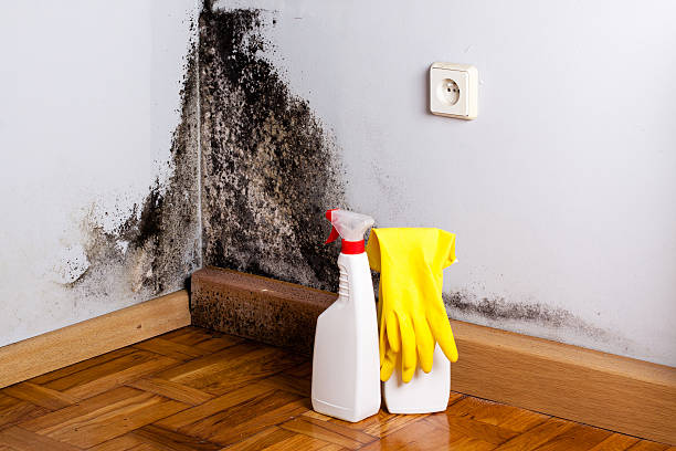  Lafayette, OR Mold Removal Pros