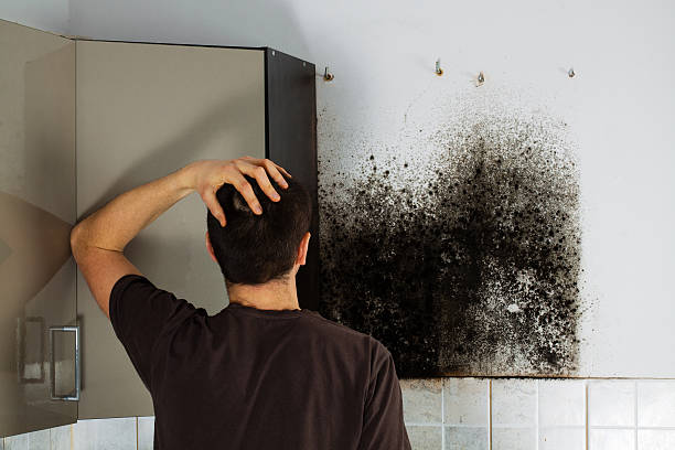 Best Emergency Mold Removal  in Lafayette, OR