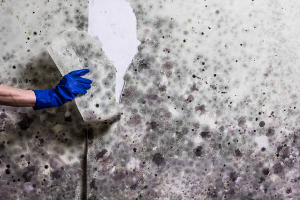 Mold Removal and Inspection in Lafayette, OR