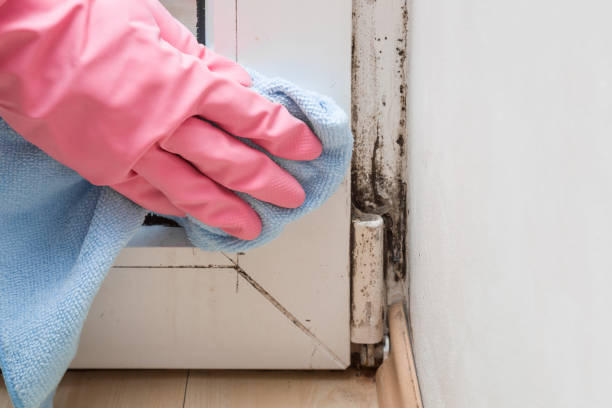 Best Commercial Mold Removal  in Lafayette, OR
